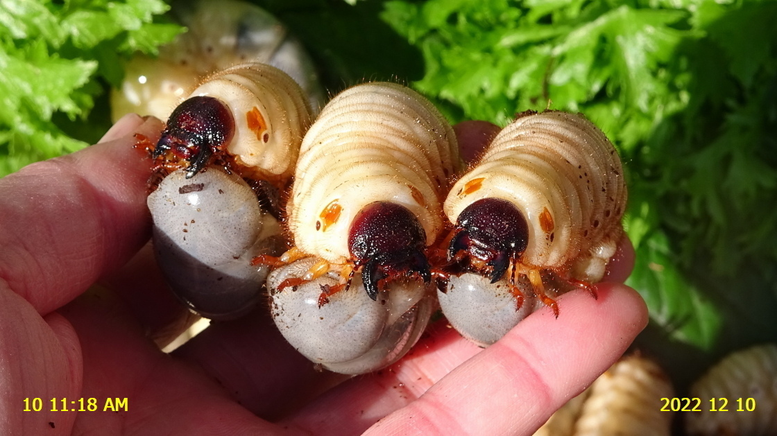 カブトムシの大きな幼虫が、16匹も出て来ました。: 新・廿日市