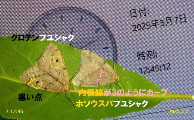 ｸﾛﾃﾝﾌﾕｼｬｸ 20250307(1).JPG