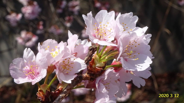 ｻｸﾗの花 20200311(1).JPG