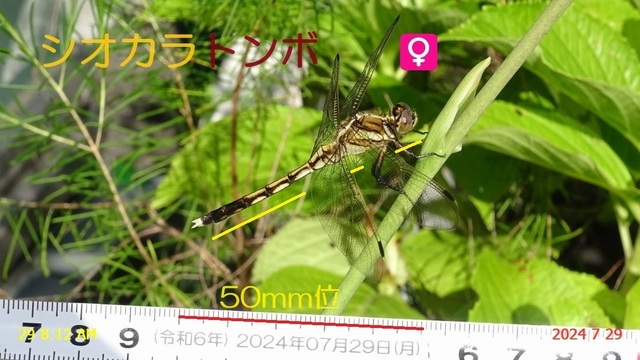 ｼｵｶﾗﾄﾝﾎﾞ♀ 20240729(2).JPG