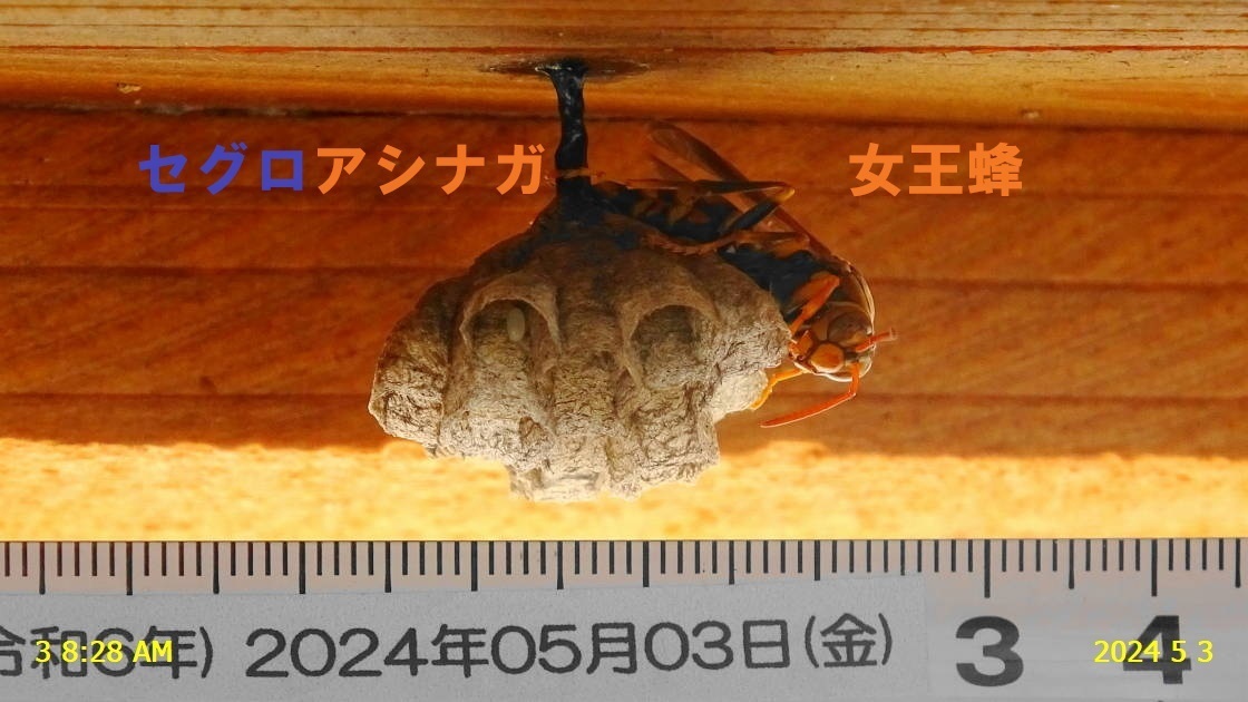 ヒメスズメバチの女王蜂が、軒下のセグロアシナガバチを襲撃