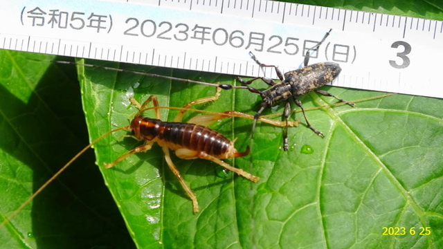 ｾﾐｽｼﾞﾋｹﾞｶﾐｷﾘ♂ 20230625(10).JPG