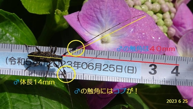 ｾﾐｽｼﾞﾋｹﾞｶﾐｷﾘ♂ 20230625(3).JPG