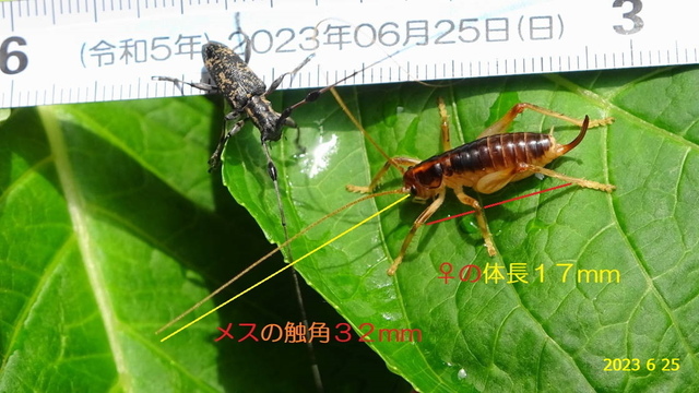 ｾﾐｽｼﾞﾋｹﾞｶﾐｷﾘ♂ 20230625(9).JPG