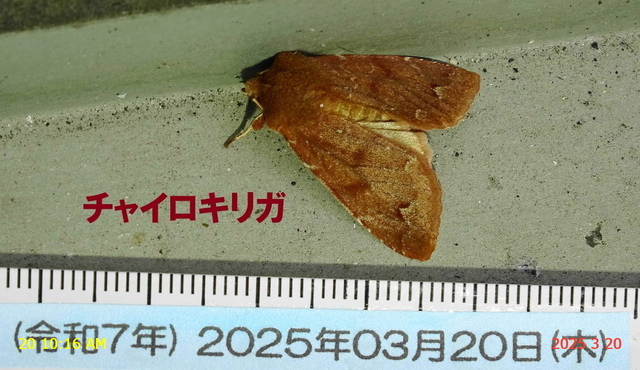 ﾁｬｲﾛｷﾘｶﾞ 20250320(1).JPG