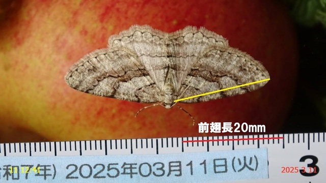 ﾄｷﾞﾚﾌﾕｴﾀﾞｼｬｸ 20250311(3).JPG