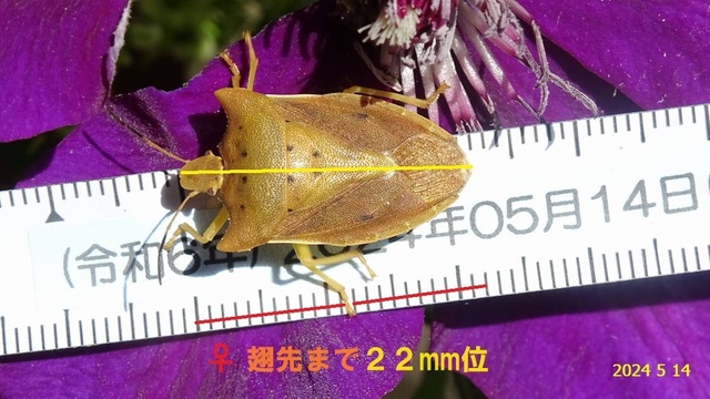 ﾄﾎｼｶﾒﾑｼ ♀ 20240514(4).JPG