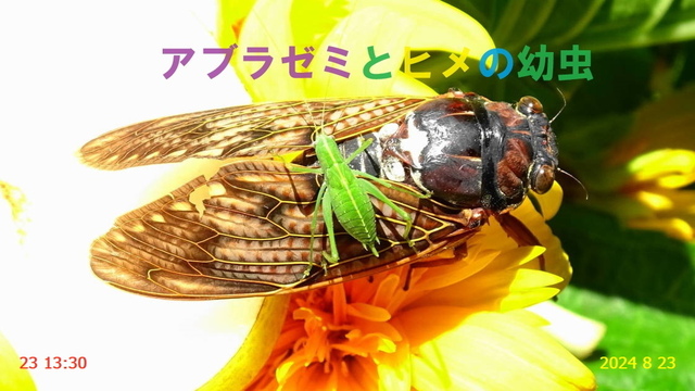 ﾅﾐﾊﾝﾐｮｳ 20240823(12).JPG
