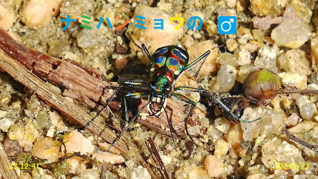 ﾅﾐﾊﾝﾐｮｳ 20240823(1).JPG