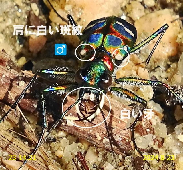 ﾅﾐﾊﾝﾐｮｳ 20240823(13).JPG