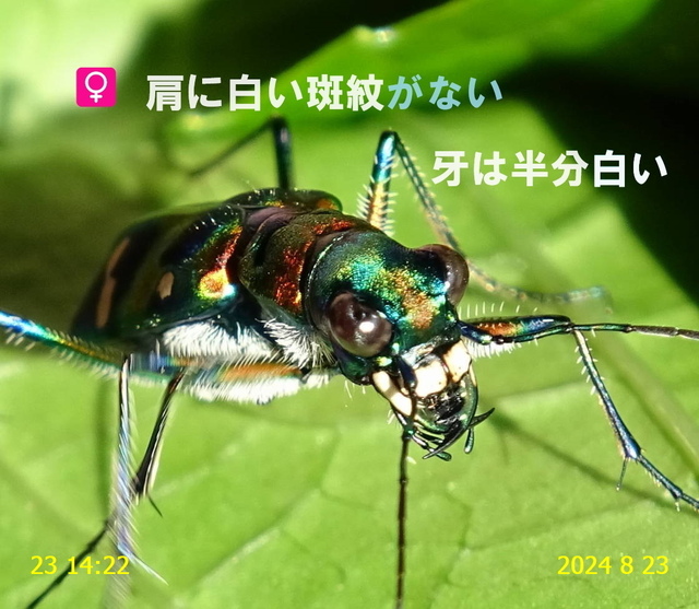 ﾅﾐﾊﾝﾐｮｳ 20240823(14).JPG