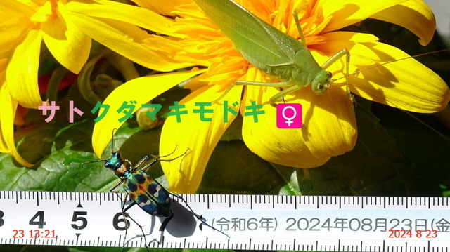 ﾅﾐﾊﾝﾐｮｳ 20240823(6).JPG