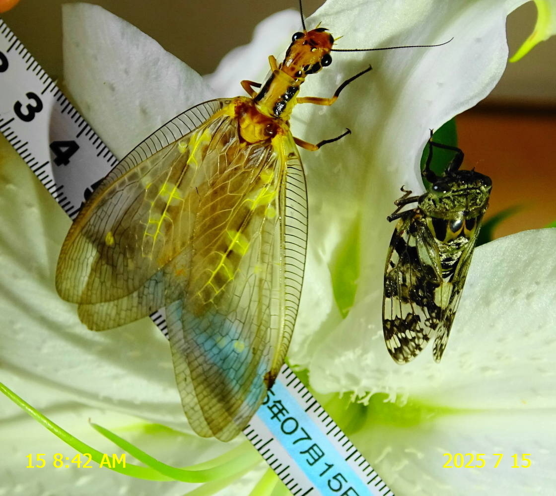 中国産　ヘビトンボ幼虫　84mm 中国産 ヘビトンボ幼虫 84mm 昆虫用品