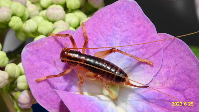 ﾊﾈﾅｼｺﾛｷﾞｽ♀ 20230625(4).JPG