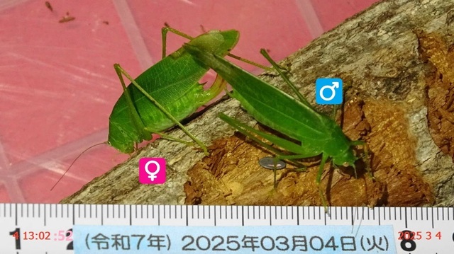 ﾋﾒｸﾀﾞﾏｷ8日更新 20250304(17).JPG