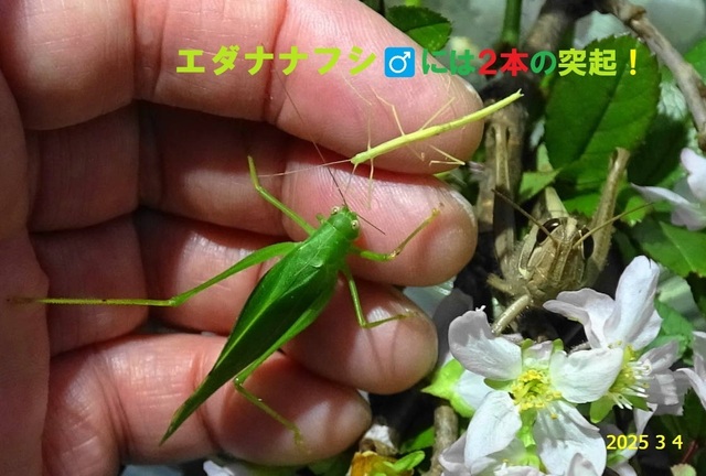 ﾋﾒｸﾀﾞﾏｷ8日更新 20250304(3).JPG