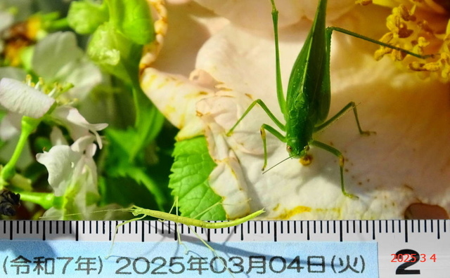 ﾋﾒｸﾀﾞﾏｷ8日更新 20250304(5).JPG