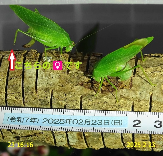 ﾋﾒｸﾀﾞﾏｷﾓﾄﾞｷ 20250223(14.5).JPG