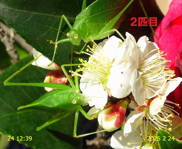 ﾋﾒｸﾀﾞﾏｷﾓﾄﾞｷ 20250224(11).JPG