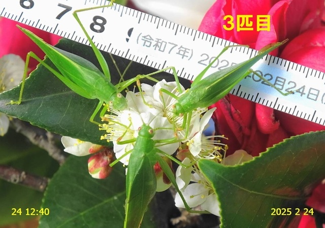 ﾋﾒｸﾀﾞﾏｷﾓﾄﾞｷ 20250224(12).JPG