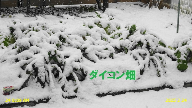 ﾋﾒｸﾀﾞﾏｷﾓﾄﾞｷ 20250224(1).JPG