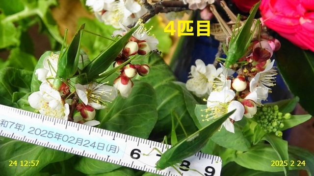 ﾋﾒｸﾀﾞﾏｷﾓﾄﾞｷ 20250224(13).JPG