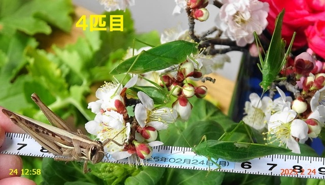 ﾋﾒｸﾀﾞﾏｷﾓﾄﾞｷ 20250224(14).JPG