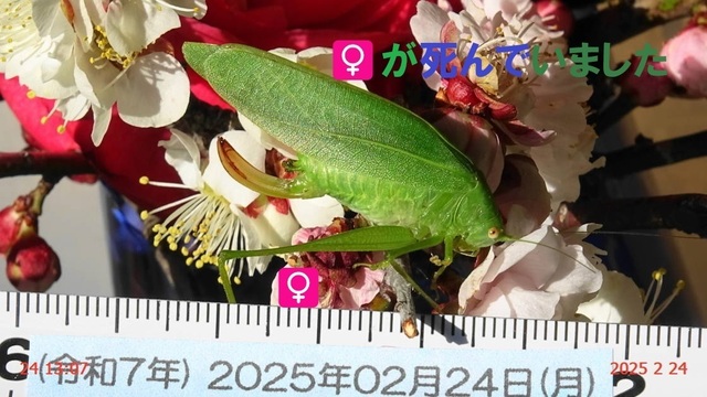 ﾋﾒｸﾀﾞﾏｷﾓﾄﾞｷ 20250224(17).JPG