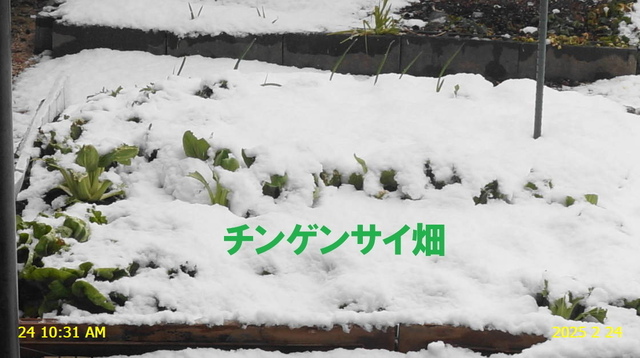 ﾋﾒｸﾀﾞﾏｷﾓﾄﾞｷ 20250224(2).JPG