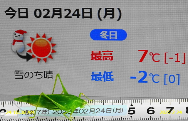 ﾋﾒｸﾀﾞﾏｷﾓﾄﾞｷ 20250224(4).JPG