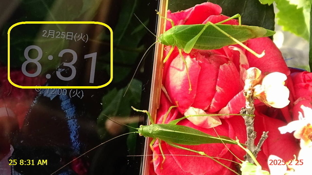 ﾋﾒｸﾀﾞﾏｷﾓﾄﾞｷ 20250225(10).JPG