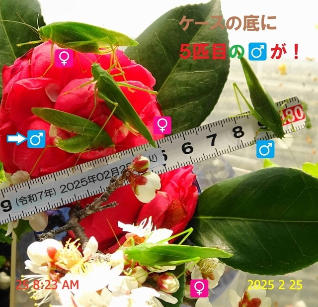 ﾋﾒｸﾀﾞﾏｷﾓﾄﾞｷ 20250225(5).JPG