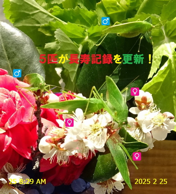 ﾋﾒｸﾀﾞﾏｷﾓﾄﾞｷ 20250225(8).JPG
