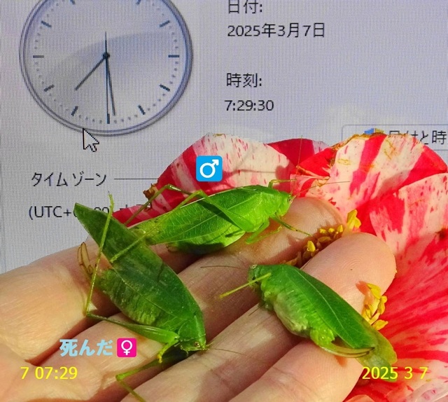 ﾋﾒｸﾀﾞﾏｷﾓﾄﾞｷ 20250307(1).JPG