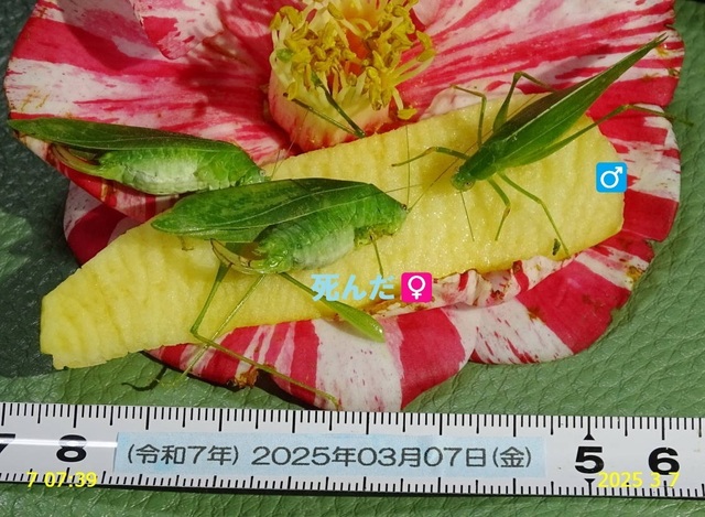ﾋﾒｸﾀﾞﾏｷﾓﾄﾞｷ 20250307(2).JPG