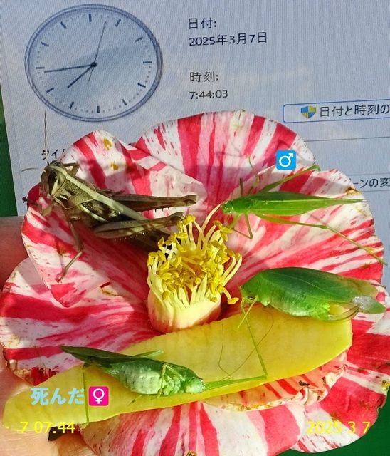 ﾋﾒｸﾀﾞﾏｷﾓﾄﾞｷ 20250307(3).JPG