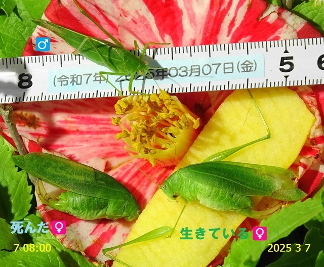 ﾋﾒｸﾀﾞﾏｷﾓﾄﾞｷ 20250307(7).JPG