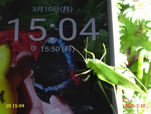 ﾋﾒｸﾀﾞﾏｷﾓﾄﾞｷ 20250310(11).JPG
