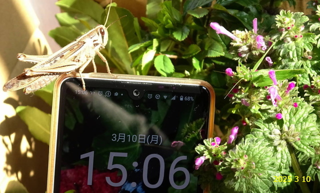 ﾋﾒｸﾀﾞﾏｷﾓﾄﾞｷ 20250310(12).JPG