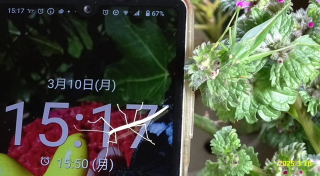 ﾋﾒｸﾀﾞﾏｷﾓﾄﾞｷ 20250310(15).JPG
