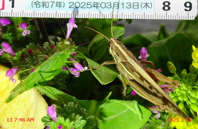 ﾋﾒｸﾀﾞﾏｷﾓﾄﾞｷ 20250313(13).JPG