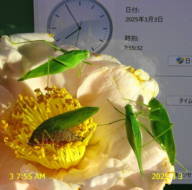 ﾋﾒｸﾀﾞﾏｷﾓﾄﾞｷ3匹7更新 20250303(2).JPG