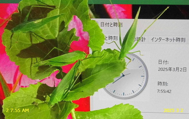ﾋﾒｸﾀﾞﾏｷﾓﾄﾞｷ4匹６更新 20250302(3).JPG
