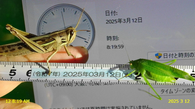 ﾋﾒｸﾀﾞﾏｷﾓﾄﾞｷ♂15日更新 20240312(3).JPG