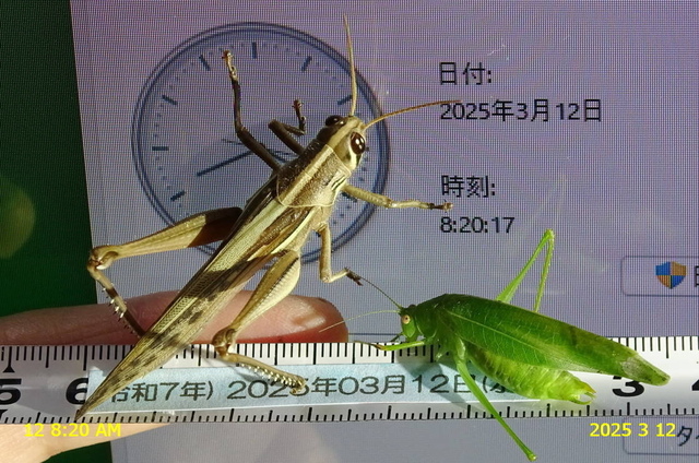 ﾋﾒｸﾀﾞﾏｷﾓﾄﾞｷ♂15日更新 20240312(4).JPG