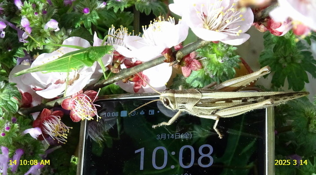 ﾋﾒｸﾀﾞﾏｷﾓﾄﾞｷ♂ 20250314(10).JPG