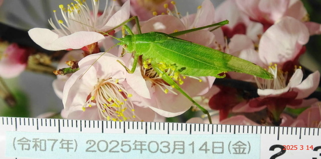 ﾋﾒｸﾀﾞﾏｷﾓﾄﾞｷ♂ 20250314(11).JPG