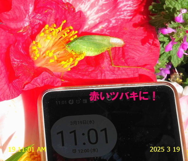 ﾋﾒｸﾀﾞﾏｷﾓﾄﾞｷ♂ 20250319(11).JPG