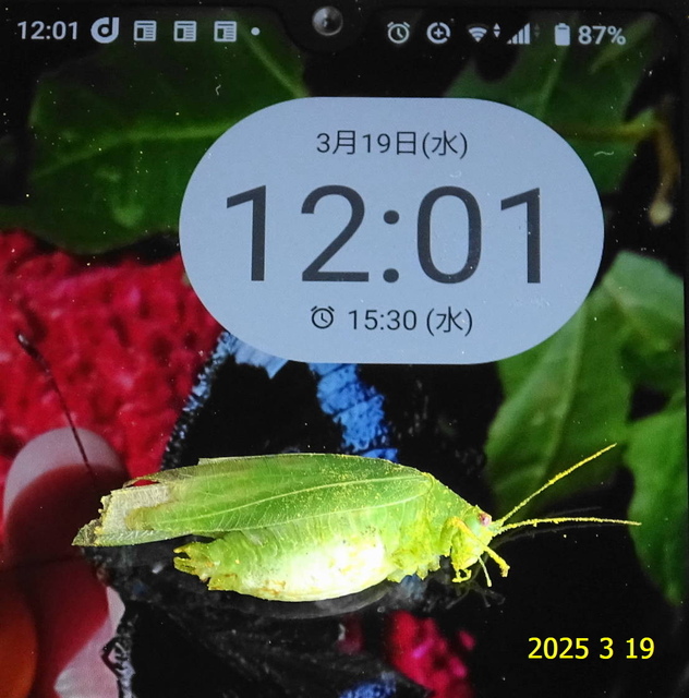 ﾋﾒｸﾀﾞﾏｷﾓﾄﾞｷ♂ 20250319(15).JPG