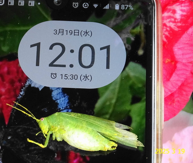 ﾋﾒｸﾀﾞﾏｷﾓﾄﾞｷ♂ 20250319(16).JPG